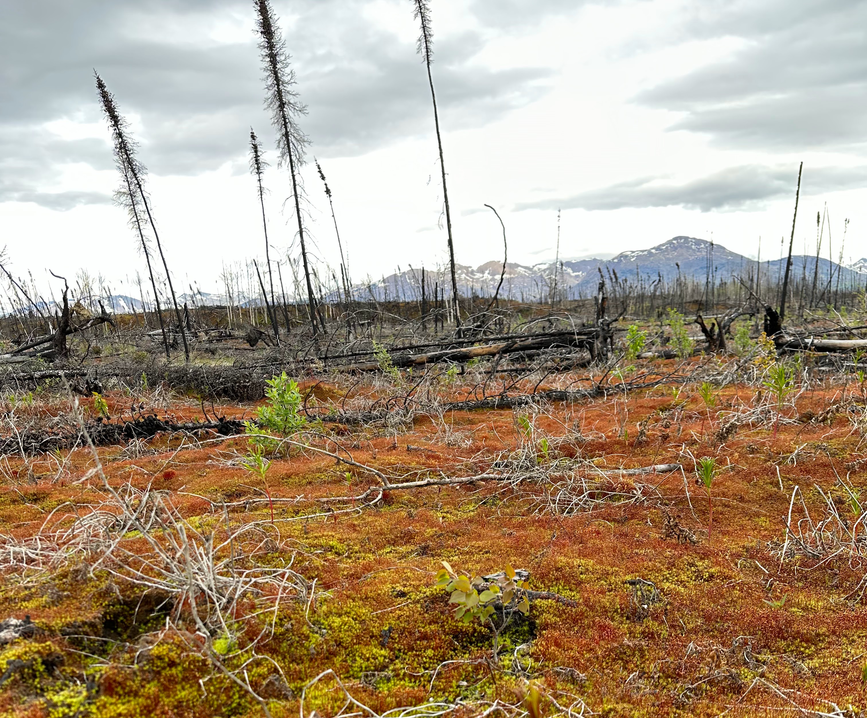 Burned forest in regrowth